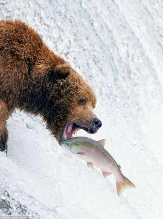 Охота на лосося