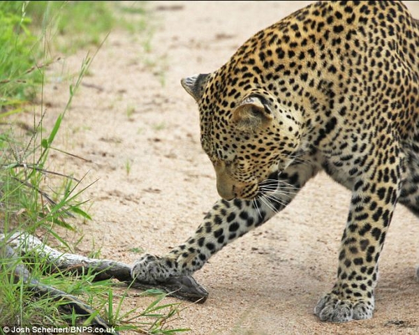 Развлечение леопардов