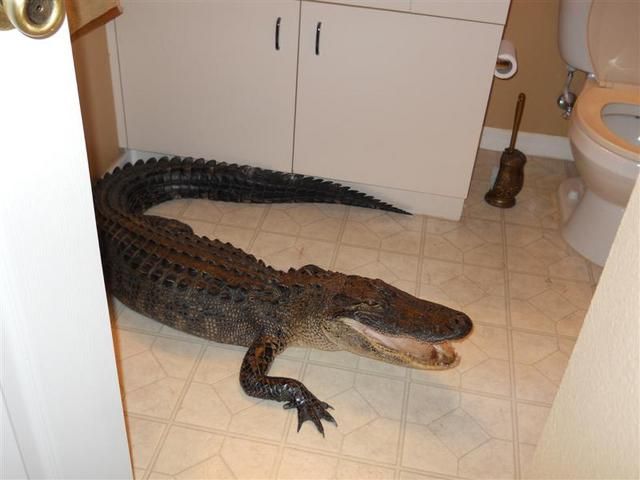 Крокодил наведался в гости