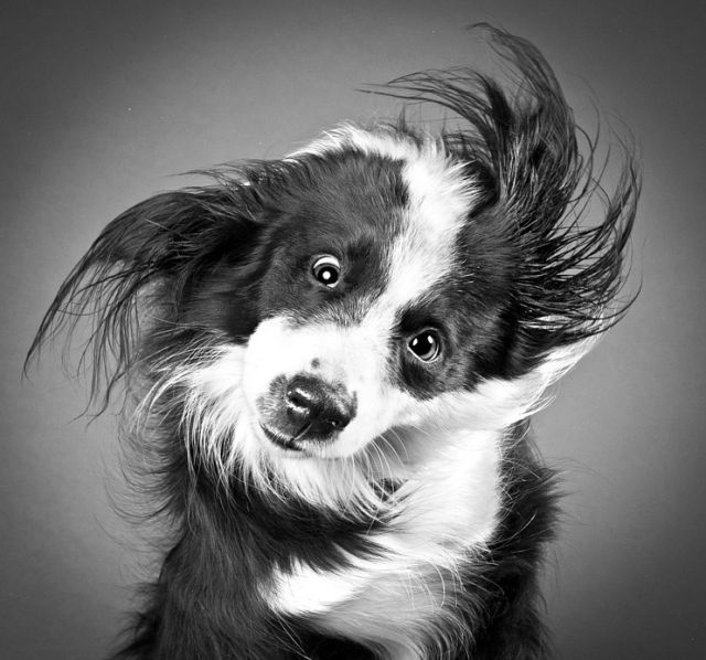 Смешные фото собак во время тряски головой