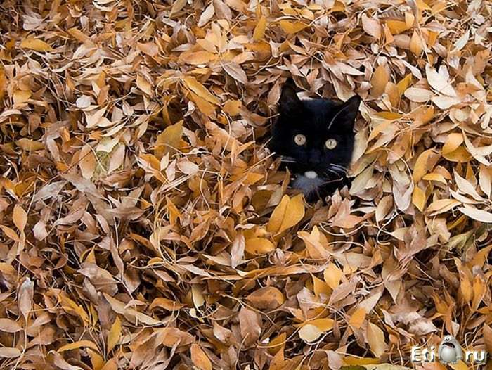 Коты встречают осень