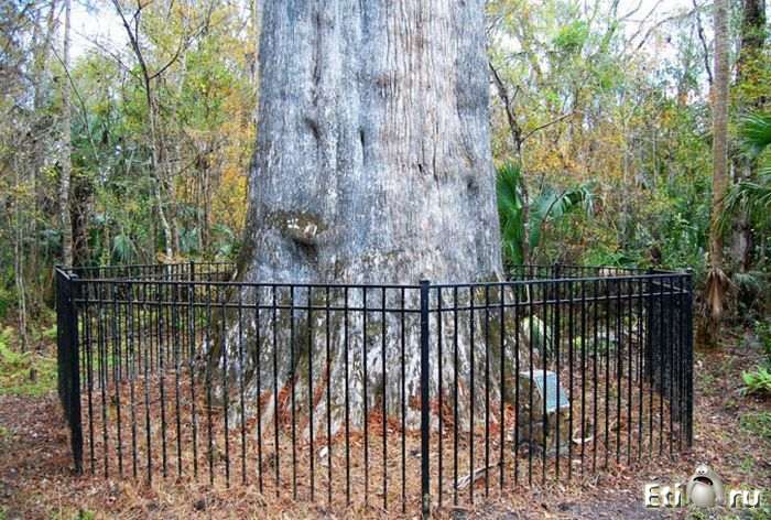 Самое старое и высокое дерево США