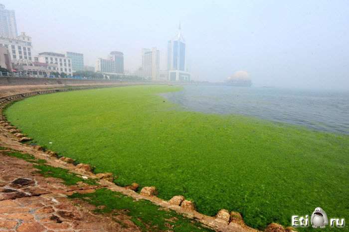 Зеленые водоросли на пляжах Китая
