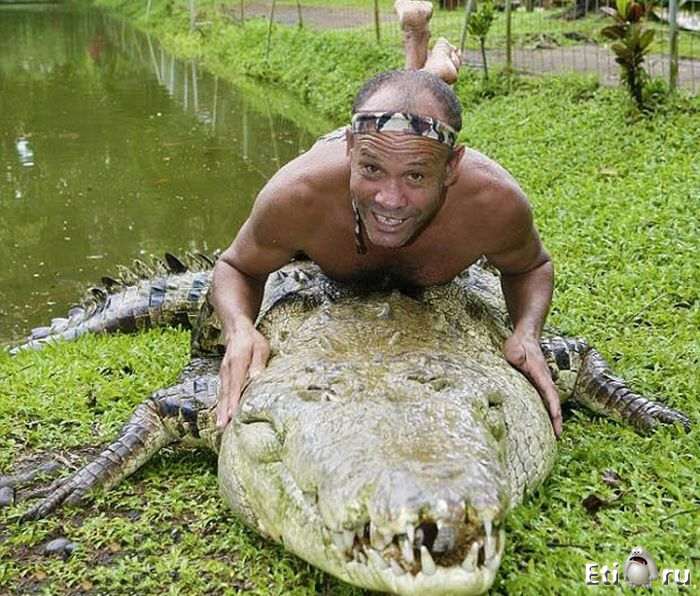 Дрессированный крокодил