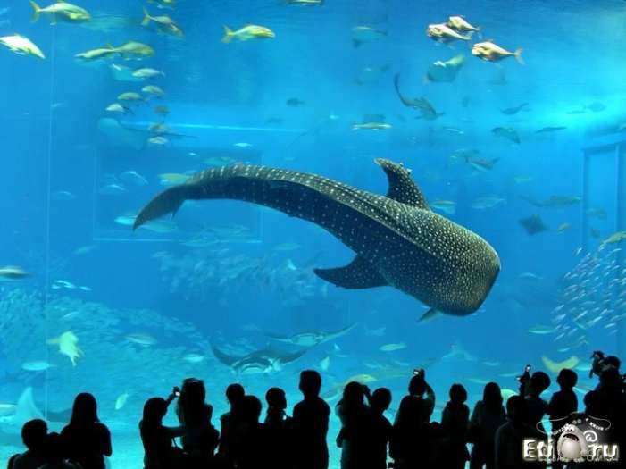 Невероятный аквариум в Окинаве