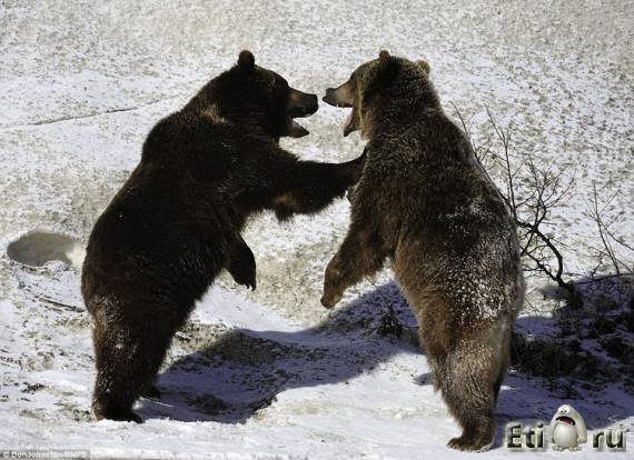 Бои медведей