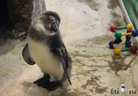 Редкий пингвиненок