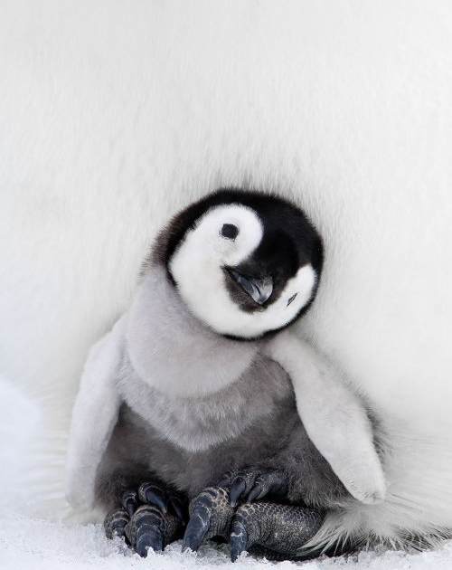 Веселые пингвины