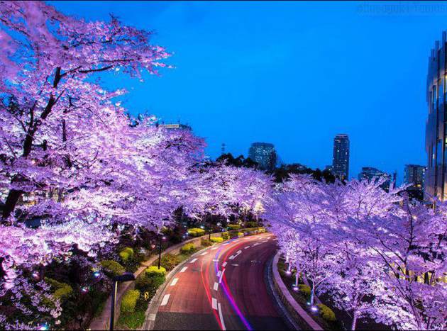 Завораживающая весна в Японии