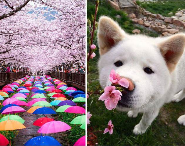 Завораживающая весна в Японии