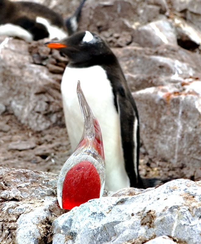 Забавные пингвины (20 фото)