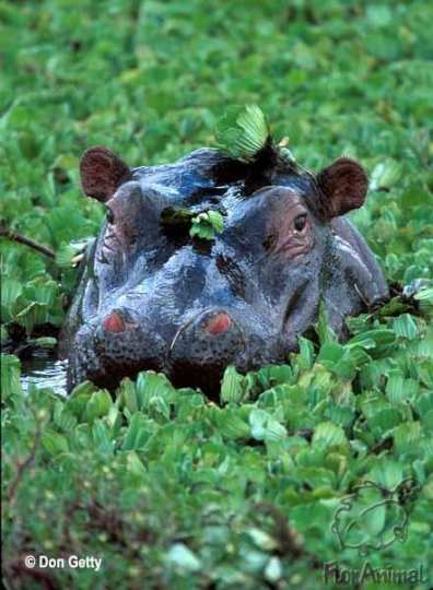   -  (Hippopotamus amphibius)
