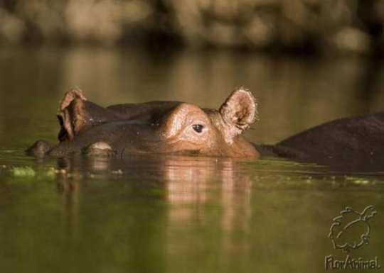    -  (Hippopotamus amphibius)