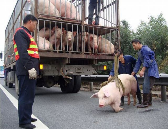 Сдам свинью. Машина для перевозки свиней. Транспортировка свиней.